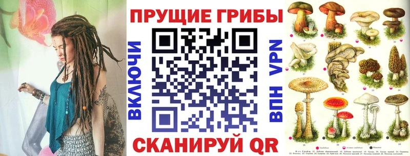 закладка Шумиха Галлюциногенные грибы Psilocybine cubensis